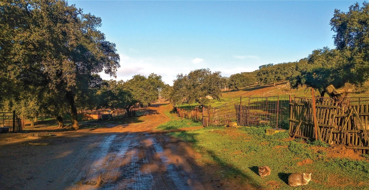 La Via de la Plata and Camino Sanabres (ENG) - DABAI.LV